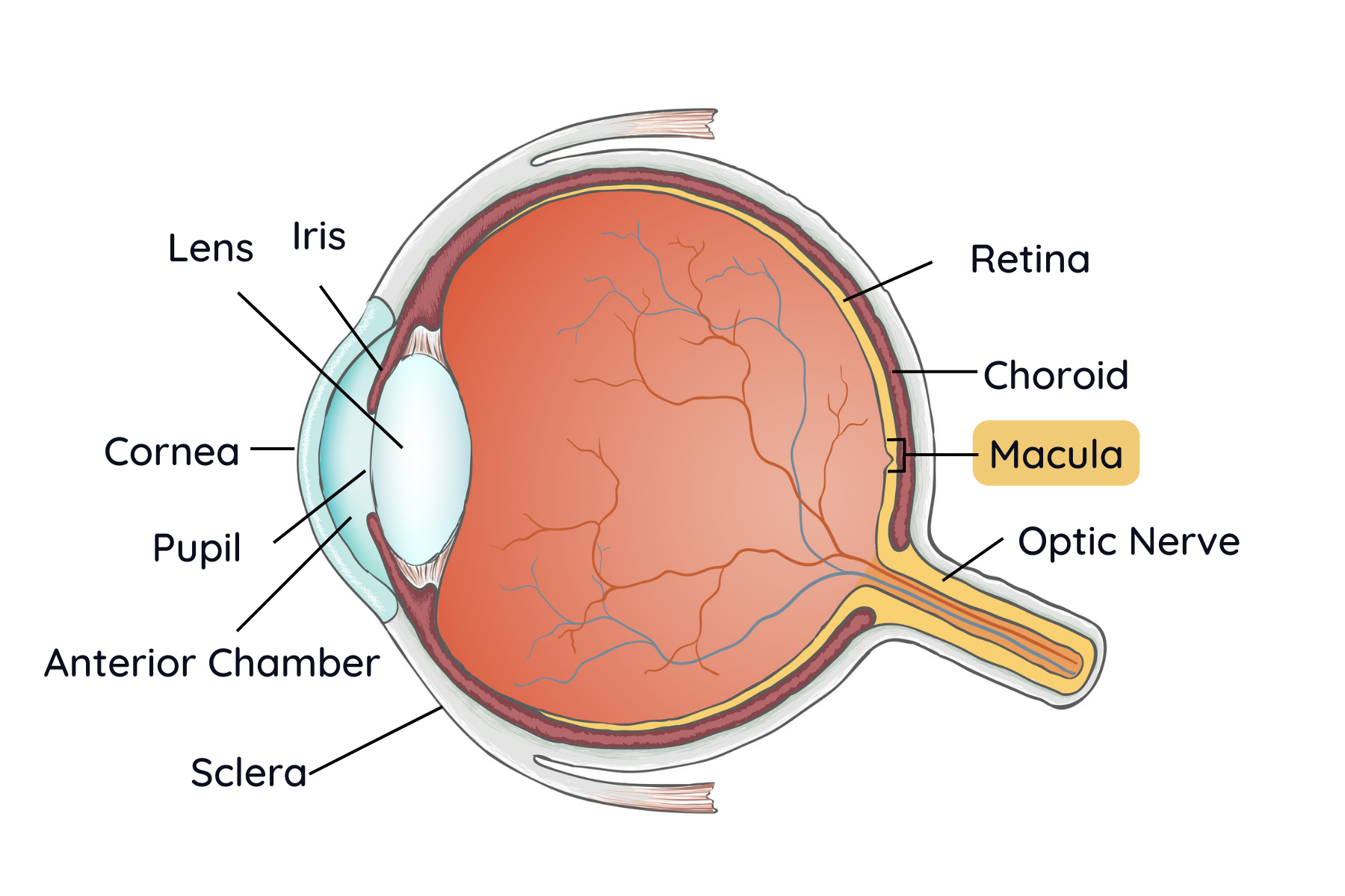 Macular Degeneration Fry Eye Associates