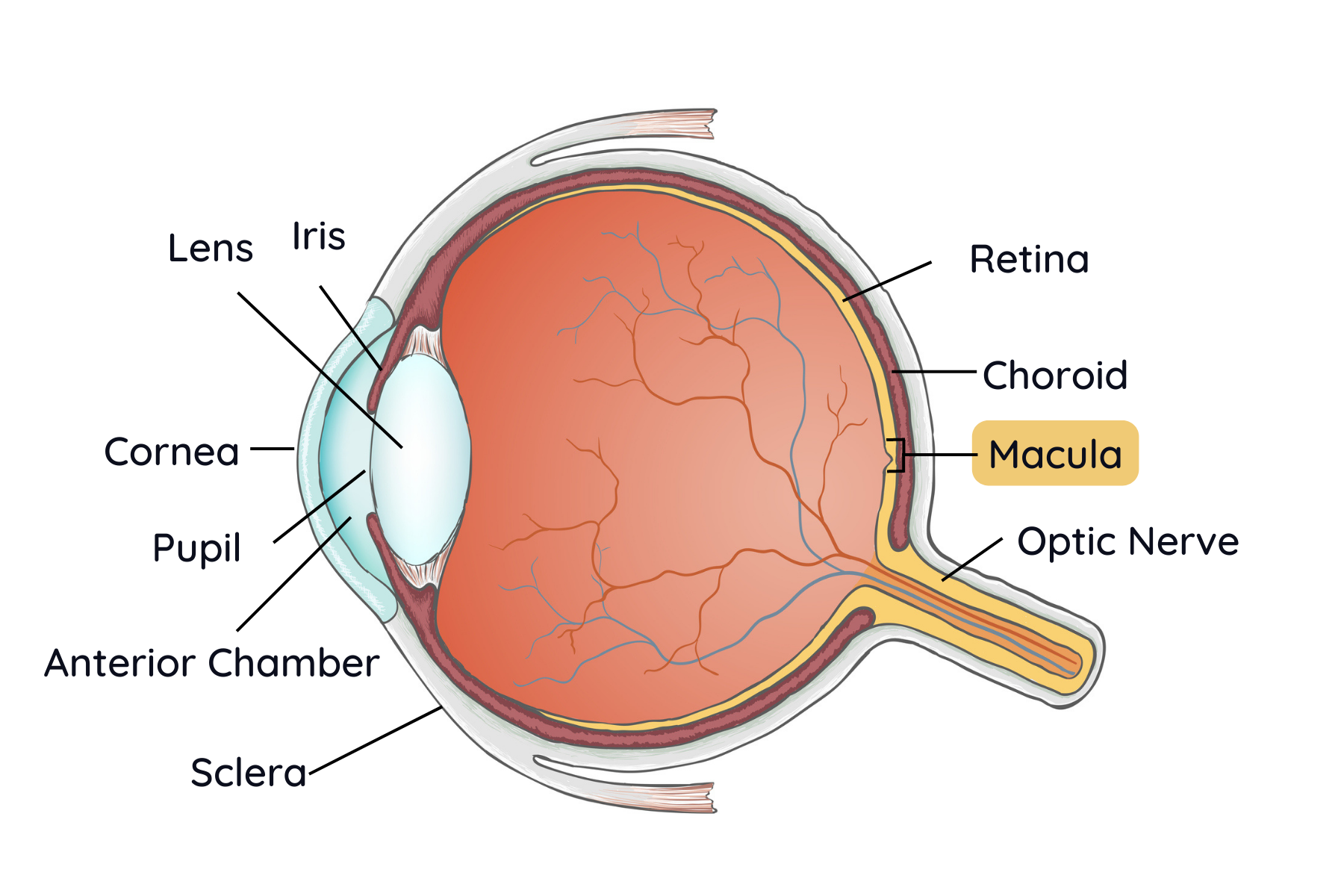 Common Concerns: Macular Degeneration