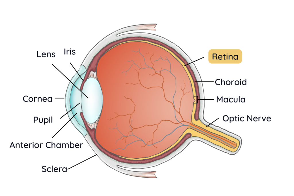 Anatomy Lesson: What Is the Retina? - Eye Care Specialists